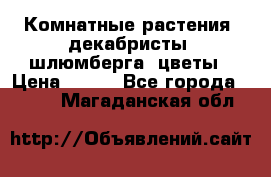 Комнатные растения, декабристы (шлюмберга) цветы › Цена ­ 300 - Все города  »    . Магаданская обл.